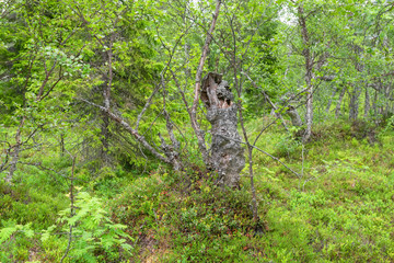 Stump of old dry broken Karelian birch