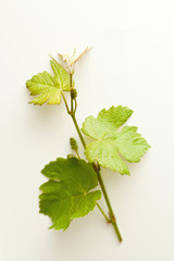 Branch og grape vine on white background