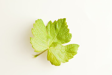 Leaf of grape on white background