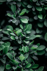 green leaves background and water drops