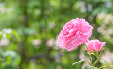 pink rose in garden nature lover concept background.