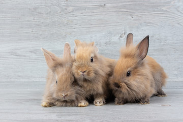 Three adorable baby brown rabbits on wooden table background