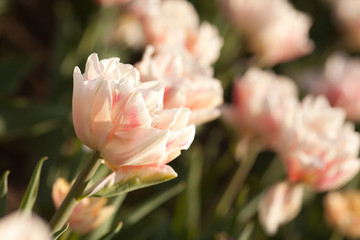 Beautiful pink tulips in the spring time 