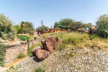 Asian gazelles in Al Ain Zoo Safari Park.