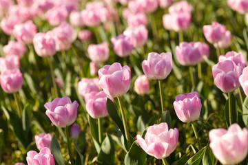 Fototapeta premium Blooming spring flowers tulips in the sunlight at park