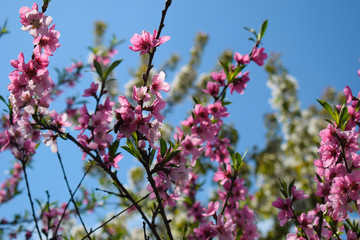 Beautiful Peach Blossom on nature background. Peach tree in early spring