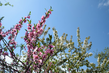 Beautiful Peach Blossom on nature background. Peach tree in early spring