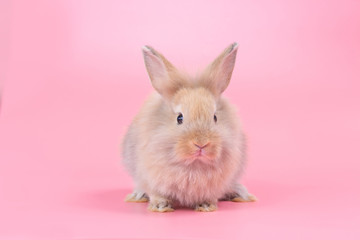 Brown adorable baby rabbit on pink background. Cute baby rabbit.