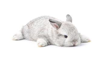 Gray adorable baby rabbit on white background. Cute baby rabbit.