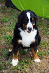 Piękny kolorowy duży pies