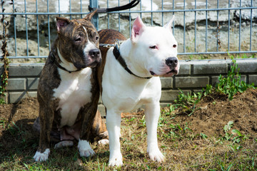 Dwa psy rasy Pitbull