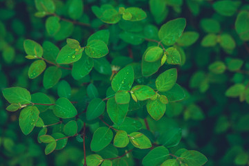 Fototapeta na wymiar green leaves background rain drops