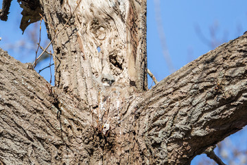 great horned owl