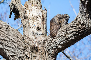 great horned owl