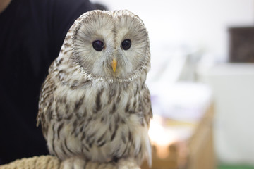 Cute owl in pet exhibition. predator.wildlife pet.