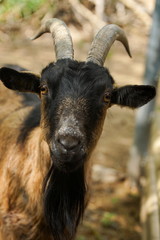 Hausziege - Gei&szlig; - Capra hircus