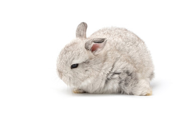 Gray adorable baby rabbit on white background. Cute baby rabbit.