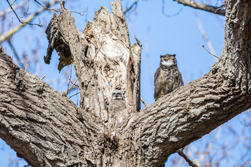 great horned owl