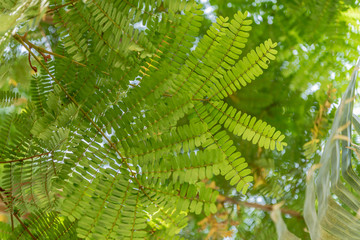 Fresh Green Tree Leaves