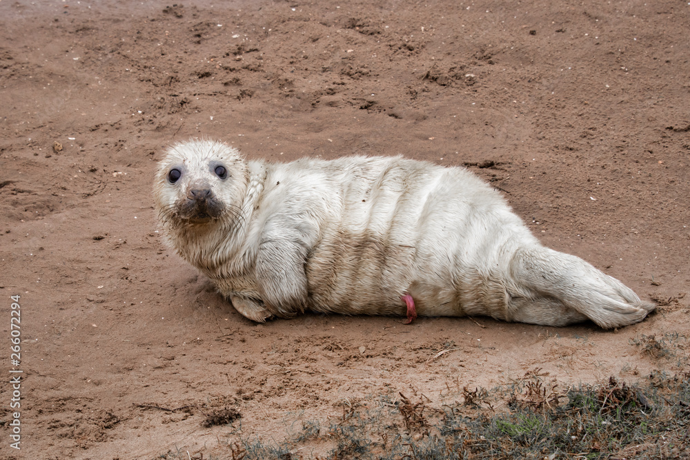 Aufkleber a very young grey seal pup lying on the beach at donna nook and looking at camera. the umbilical cor
