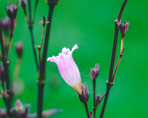 Pink Flower of Purple Shrub Macro with Green Background. Copy Space