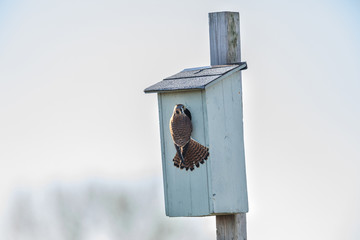 american kestrel bird