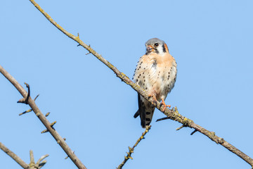 american kestrel bird