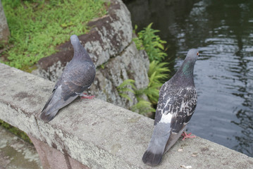 A couple of pigeons 