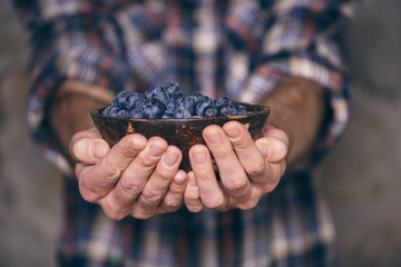 Gardeners hands with fresh blueberries