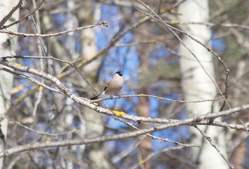 Bullfinch on branch. Male. Female. 