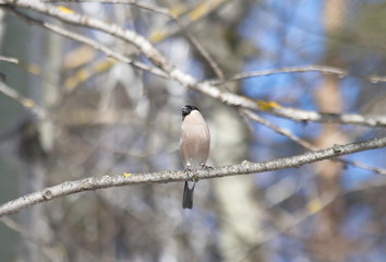 Bullfinch on branch. Male. Female. 