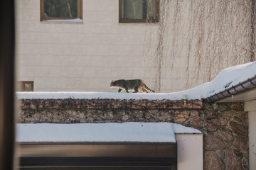 Fluffy cat walks on stone fence on winter day