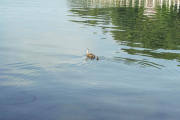 Duck and ripples in the lake.
