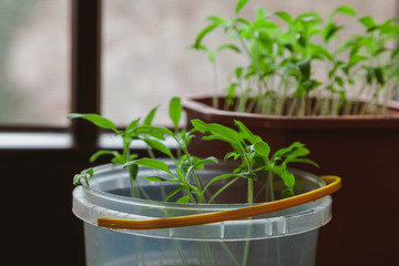 Small tomato sprouts in plastic bowl