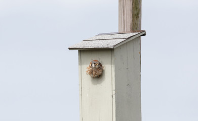 american kestrel bird