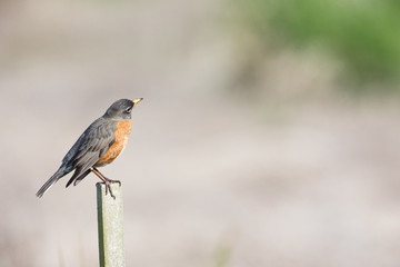 american robin bird