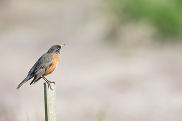 Fototapeta premium american robin bird