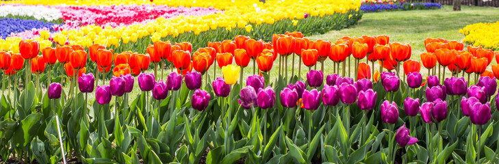 Obraz premium A beautiful plantation of tulips that will make millions of women happy.