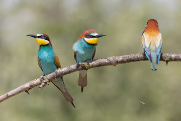 Dentro la colonia, Gruccione europeo (Merops apiaster)