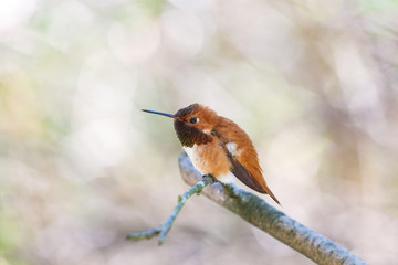 male rufous hummingbird