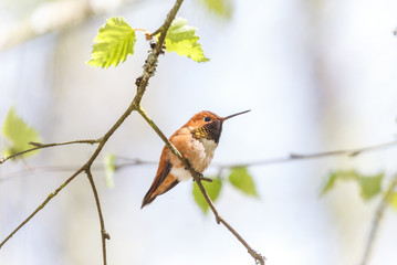 male rufous hummingbird