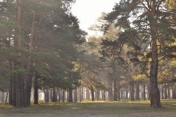 Pine forest in the morning haze. Landscape, background. Spring morning. The sun shines through the trunks and crowns of the pines.