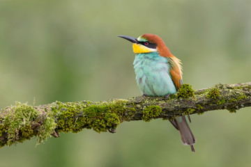 Splendido ritratto di un gruccione (Merops apiaster)