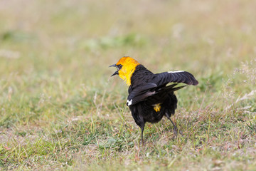 yellow headed blackbird