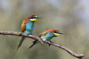 Fototapeta premium Wspaniała para europejskich pszczołożerców (apiaster Merops)