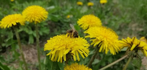 dandelions in a meadow