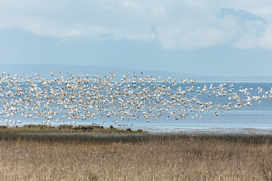 flying snow geese