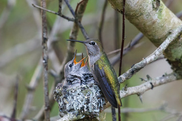 annas hummingbird feeding chick © Feng Yu