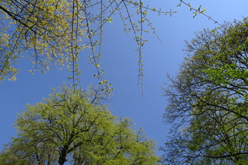 spring foliage