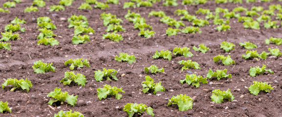 Grüne Salatpflanzen auf einem Acker